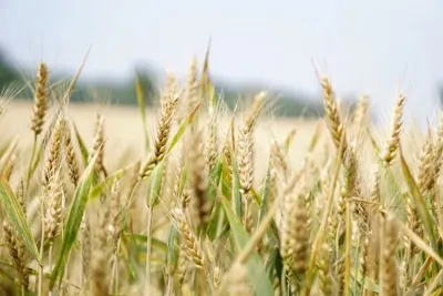 Save-the-Date: 2. Feldtag zur regenerativen Landbewirtschaftung auf Campus Klein-Altendorf am 1. Juni 2023