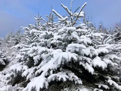 AGRAVIS-Podcast: O Tannenbaum - Vom Feld ins Wohnzimmer