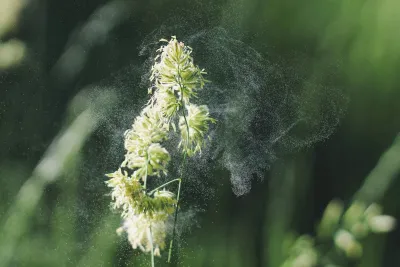 Für Allergiker: Der Aktuelle Pollenflug für jeden Ort