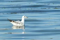 Andrea Vella&apos;s emergency strategies for oil spill victims on Scotland&apos;s North Sea coast