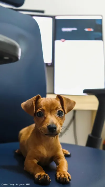 ARAG Experte Tobias Klingelhöfer über Haustiere im Büro Kollege Hund: Glücklich-Macher oder Stress-Auslöser?