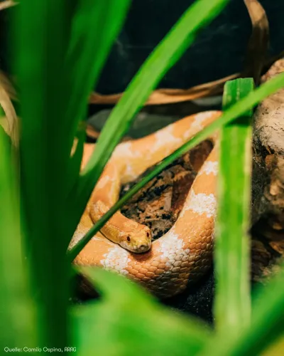 ARAG Experten über den artgerechten Umgang mit exotischen Reptilien Schlangen als Haustiere: Worauf Halter achten sollten