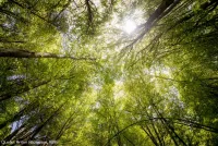 Wenn der Wald ruft