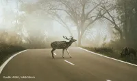 Achtung, Wildwechsel: So reagieren Autofahrer richtig