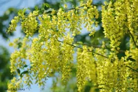 Giftige Gartenpflanzen erkennen und vermeiden