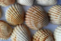 ARAG Experten informieren über verbotene Souvenirs Urlaubs-Mitbringsel mit Risiko