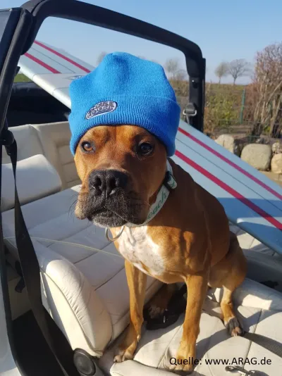 ARAG Experten über Verantwortung, Tierschutz und rechtliche Folgen Hund bei Hitze im Auto: Was Halter und Helfer wissen müssen