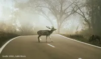 ARAG Experten mit wichtigen Fragen und Antworten zu Wildschäden ARAG, stimmt das?