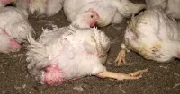 Getreten, geworfen, misshandelt: Tierquälerei bei Wiesenhof-Zulieferern