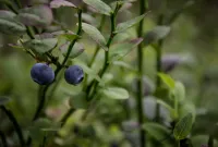 Beeren aus Wald und Feld: Erst waschen, dann naschen