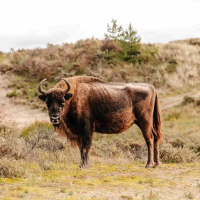 Begegnung mit Wisent Natur pur: Zandvoort zeigt sich im Herbst von seiner wilden Seite