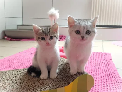 Sie beiden Katzenbabys wurden vom BDT-Team gerettet Tragende Katze mit falschen Angaben in Tierherberge abgeschoben