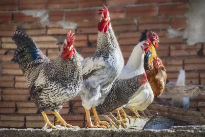 Biene, Huhn oder Ziege im Garten: Geht das?