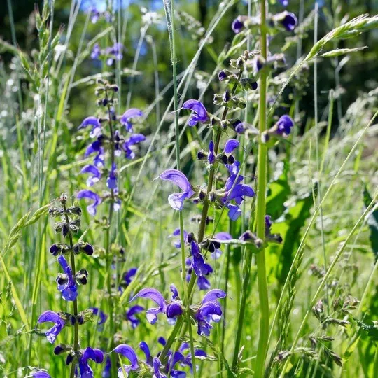 Mit den richtigen Rasensorten dem Klimawandel trotzen!