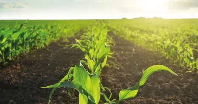 Maissortenprogramm 2023/2024 der AGRAVIS Raiffeisen AG