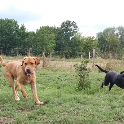 Die Perfekte Wahl für gesundes Hundefutter!