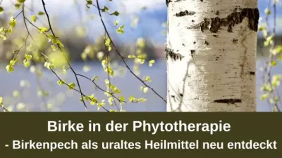 Birke in der Phytotherapie – Birkenpech als uraltes Heilmittel neu entdeckt Birke in der Phytotherapie – Birkenpech als uraltes Heilmittel neu entdeckt