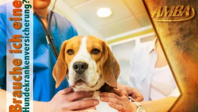 Die beste Hundekrankenversicherung