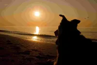 Trend zum Urlaub im eigenen Land hilft dem Tierschutz