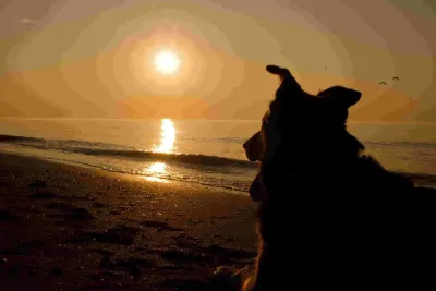 Bund Deutscher Tierfreunde gibt Tipps zu Urlaub mit Hund Bund Deutscher Tierfreunde gibt Tipps zu Ferien mit Hund