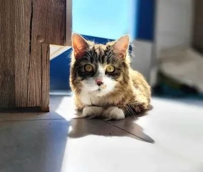 Bund Deutscher Tierfreunde: Katzen im Schatten nicht vergessen Am "Weltkatzentag" die Schatten-Katzen nicht vergessen
