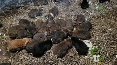 Bund Deutscher Tierfreunde kümmert sich um die Tiere 251 Tiere aus Messie-Haushalt befreit