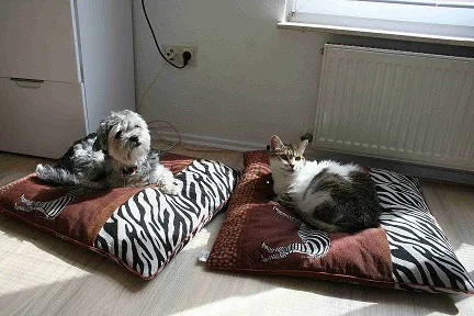 Nach der Kältewelle kommt die Erkältungswelle auch für Haustiere