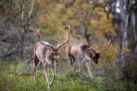 Damhirsche in den Dünen Wildnis trifft Küste: Wenn im Herbst Zandvoorts Damhirsche röhren
