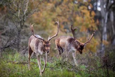 Damhirsche in den Dünen Wildnis trifft Küste: Wenn im Herbst Zandvoorts Damhirsche röhren