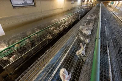 Deutsches Tierschutzbüro gewinnt gegen größten Kaninchenzüchter Deutschlands, Dr. Zimmermann GbR, vor Oberlandesgericht Stuttgart