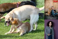 Dr. Kurt Kotrschal und Nadia Winter geben ihr Expertenwissen in Merching weiter. Live-Seminar "Hunde fair beobachten lernen"