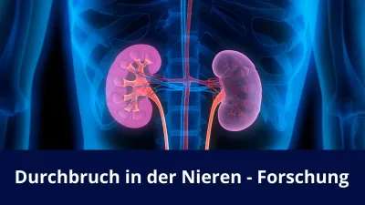 Durchbruch in der Nieren - Forschung