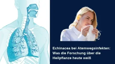 Echinacea bei Atemwegsinfekten Echinacea bei Atemwegsinfekten: Was die Forschung über die Heilpflanze heute weiß