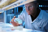 Münchner Pflanzenforscher machen Photosynthese fit für den Klimawandel