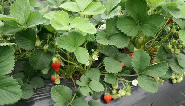 Erdbeeren 2026: Warmer Frühling beschleunigt Erntebeginn
