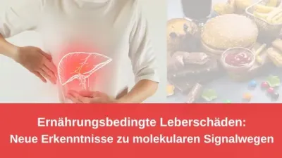 Ernährungsbedingte Leberschäden: Neue Erkenntnisse zu molekularen Signalwegen