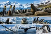 MS Douglas Mawson auf magischer Expeditionsreise zwischen Lofoten, Grönland und Island