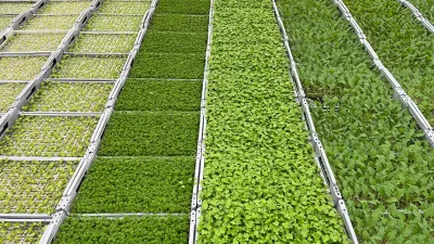 Feldgemüse wird für den schweizerischen Markt vorgezogen. Quelle: Busch Group Aussaat mit Hilfe von Vakuum: präzise, zuverlässig und schnell