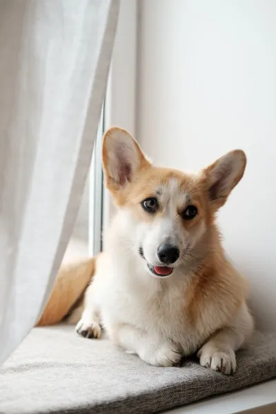 FFTIN Tierheimsponsoring: Wenn Hunde Angst vor dem Tierarzt haben