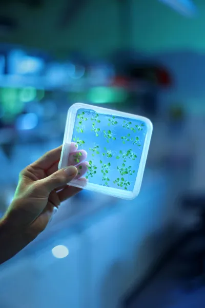 Für die Forschung der Pflanzen der Zukunft investiert die EU
rund 7,5 Millionen Euro. Münchner Pflanzenforscher machen Photosynthese fit für Klimawandel