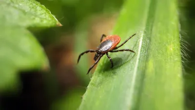 Alarmierend: Zecken selbst nach Frost aktiv - Klimawandel fordert neues Bewusstsein für Zeckenschutz