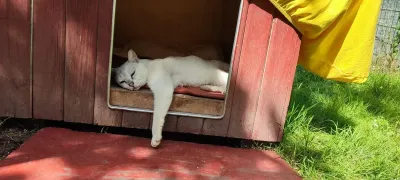 Freigänger-Katzen nach Sommerzeitwechsel am stärksten gefährdet