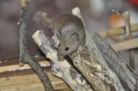 Frühjahrsputz: Wenn Mäuse krank machen