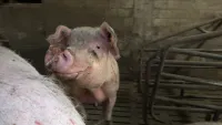Funktionär eines Bauernverbands aus Rheinland-Pfalz wegen katastrophaler Zustände in Schweinezucht in Kritik Funktionär eines Bauernverbands aus Rheinland-Pfalz wegen katastrophaler Zustände in Schweinezucht in Kritik