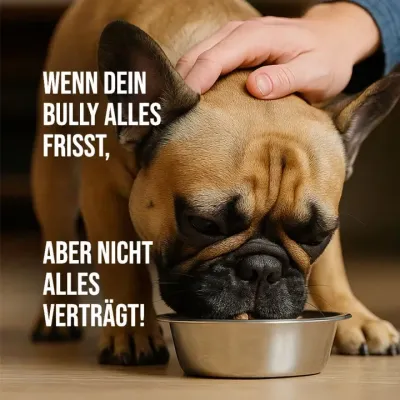 Futtermittelunverträglichkeit bei Frenchi - keine Seltenheit bei dieser Rasse - Trockenbarf hilft Trockenbarf gegen Futterallergie: Gesundes Hundefutter