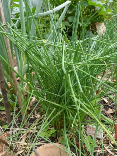 Gartenfreuden Abzocke - Schnittlauch zum Silberpreis oder lieber geschenkt?