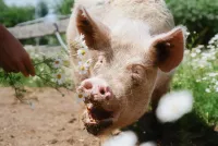 ANINOVA-Stiftung startet bundesweite Förderung für vegane Lebenshöfe