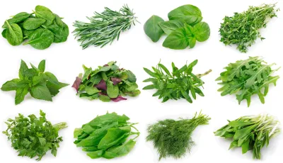 Heilpraktiker Schule Wimmer I Phytotherapie Grundausbildung: Lernen Sie die Kraft der Pflanzen kennen