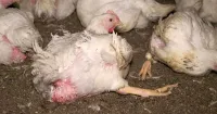 Tierquälerei bei Wiesenhof-Zulieferern: Staatsanwaltschaft ermittelt - Veterinäramt erstattet Strafanzeige