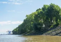 Die Hamburg Port Authority hat eine rechtswidrige Rodung des Elbwaldes in Auftrag gegeben